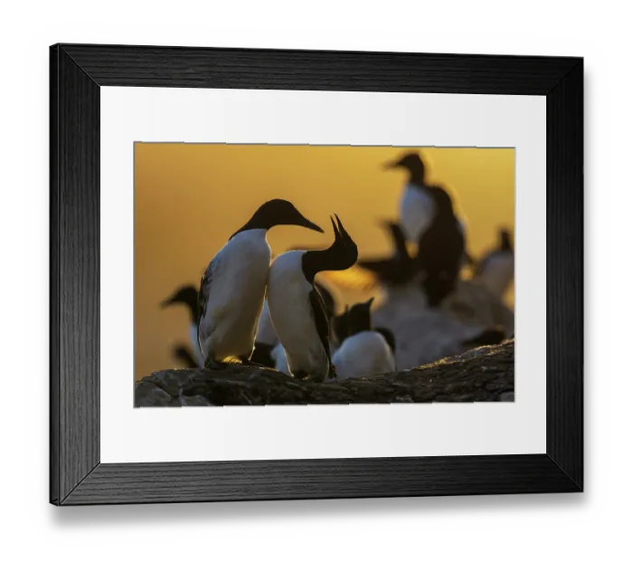 Framed Print : Atlantic guillemot (Uria aalge) pair, in courtship display, with colony in background, Hornoya bird cliff island, Varanger Peninsula, Finnmark, Norway. June