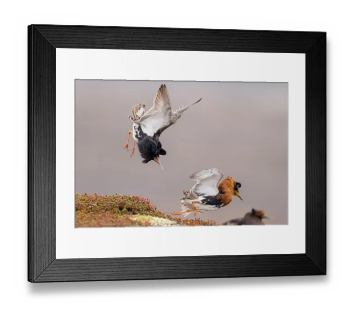 Framed Print : Two Ruff (Philomachus pugnax) males, displaying at lek site, Varanger Peninsula, Finnmark, Norway. June Framed Print : Two Ruff (Philomachus pugnax) males, displaying at lek site, Varanger Peninsula, Finnmark, Norway. June