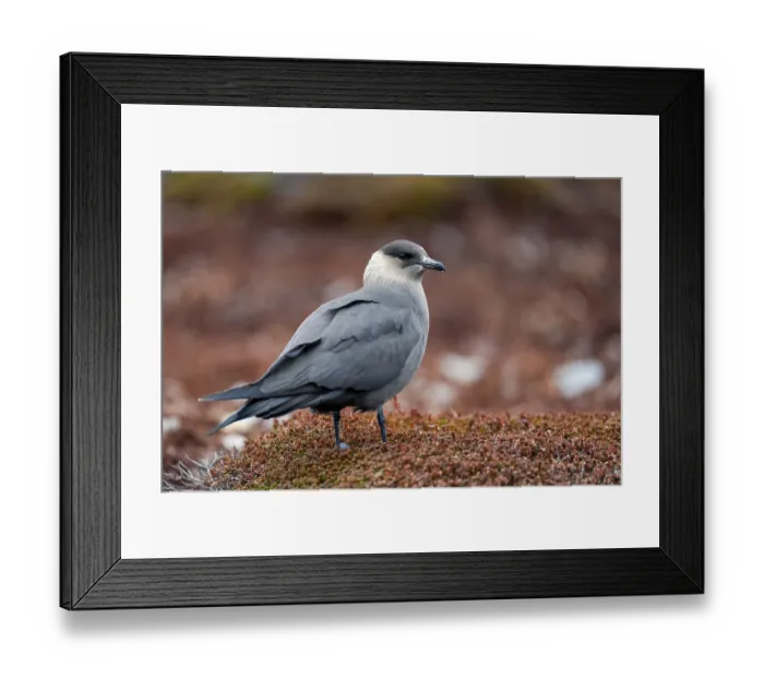 Framed Print : Arctic skua (Stercorarius parasiticus) portrait, Varanger Peninsula, Finnmark, Norway. June Framed Print : Arctic skua (Stercorarius parasiticus) portrait, Varanger Peninsula, Finnmark, Norway. June