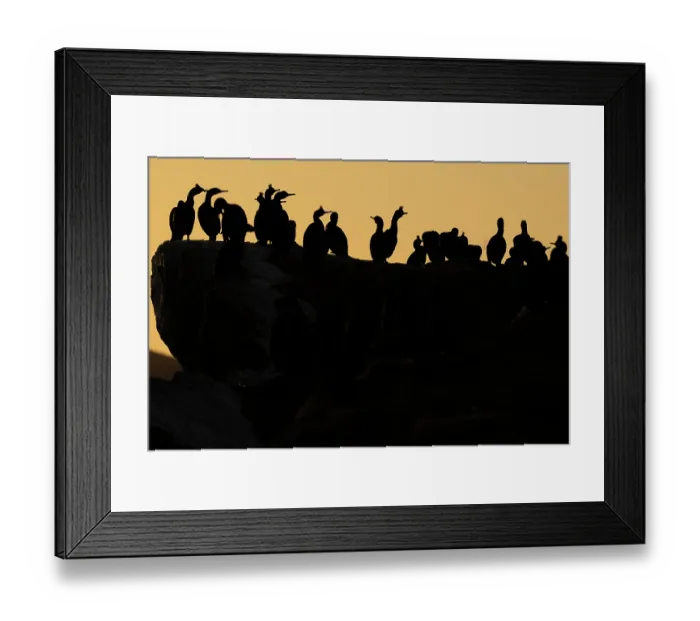 Framed Print : Shags (Phalacrocorax aristotelis) flock perched on cliff top at sunset, Hornoya bird cliff island, Varanger Peninsula, Finnmark, Norway. June Framed Print : Shags (Phalacrocorax aristotelis) flock perched on cliff top at sunset, Hornoya bird cliff island, Varanger Peninsula, Finnmark, Norway. June