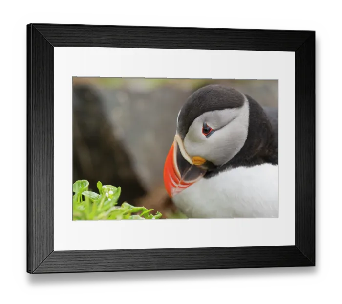 Framed Print : Atlantic puffin (Fratercula arctica) head portrait, Hornoya bird cliff island, Varanger Peninsula, Finnmark, Norway. June Framed Print : Atlantic puffin (Fratercula arctica) head portrait, Hornoya bird cliff island, Varanger Peninsula, Finnmark, Norway. June
