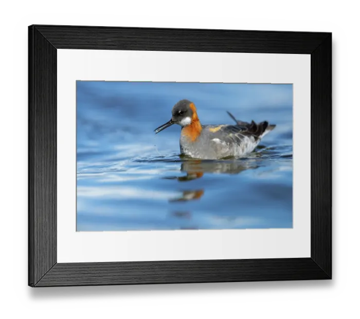 Framed Print : Red-necked phalarope (Phalaropus lobatus) on water, Varanger Peninsula, Finnmark, Norway Framed Print : Red-necked phalarope (Phalaropus lobatus) on water, Varanger Peninsula, Finnmark, Norway