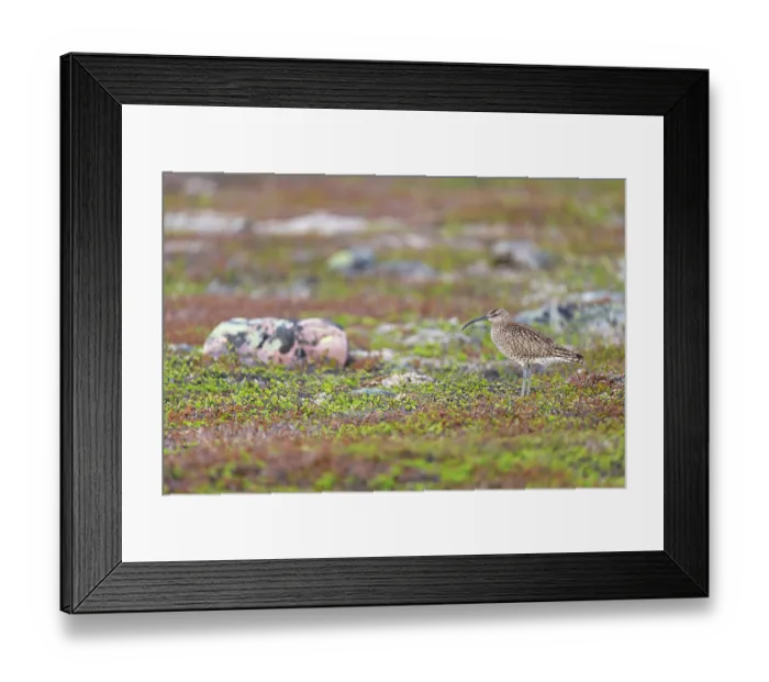 Framed Print : Whimbrel (Numenius phaeopus) standing on stony ground, Varanger Peninsula, Finnmark, Norway. June Framed Print : Whimbrel (Numenius phaeopus) standing on stony ground, Varanger Peninsula, Finnmark, Norway. June