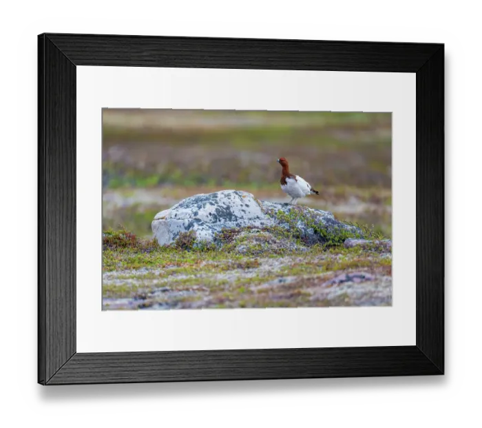 Framed Print : Willow ptarmigan grouse (Lagopus lagopus) standing on a rock, Varanger Peninsula, Finnmark, Norway. November Framed Print : Willow ptarmigan grouse (Lagopus lagopus) standing on a rock, Varanger Peninsula, Finnmark, Norway. November