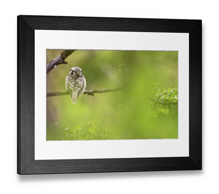 Framed Print : Northern hawk owl (Surnia ulula) perched on branch, Varanger Peninsula, Finnmark, Norway. June Framed Print : Northern hawk owl (Surnia ulula) perched on branch, Varanger Peninsula, Finnmark, Norway. June