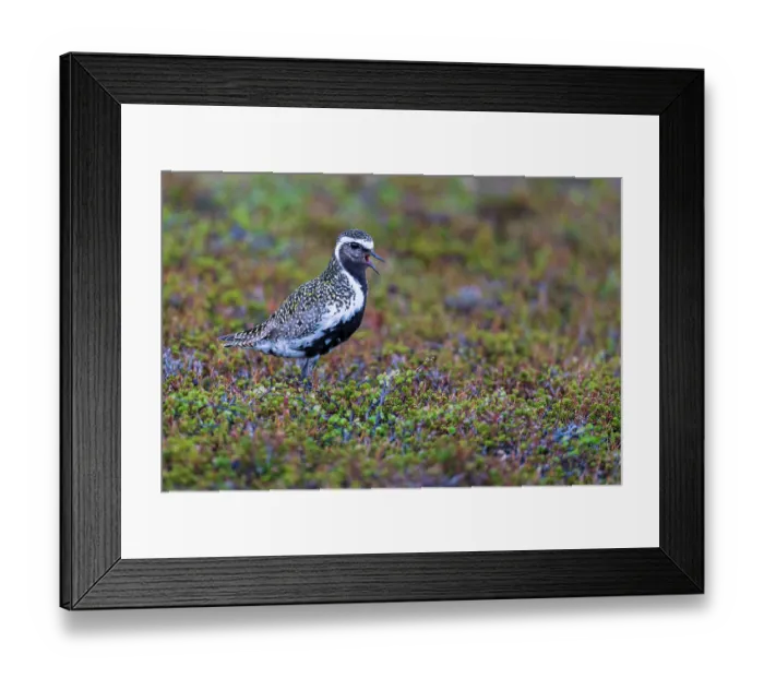 Framed Print : European golden plover (Pluvialis apricaria) calling, Varanger Peninsula, Finnmark, Norway. June Framed Print : European golden plover (Pluvialis apricaria) calling, Varanger Peninsula, Finnmark, Norway. June