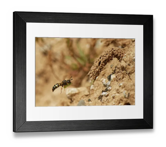Framed Print : Spiny mason wasp (Odynerus spinipes) adult female flying to the ornate mud chimney protecting her nest burrow entrance with a Weevil grub (Hypera sp) Framed Print : Spiny mason wasp (Odynerus spinipes) adult female flying to the ornate mud chimney protecting her nest burrow entrance with a Weevil grub (Hypera sp)