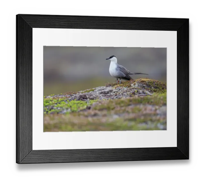 Framed Print : Long-tailed skua (Stercorarius longicaudus) standing on wet ground, Varanger Peninsula, Finnmark, Norway. June Framed Print : Long-tailed skua (Stercorarius longicaudus) standing on wet ground, Varanger Peninsula, Finnmark, Norway. June