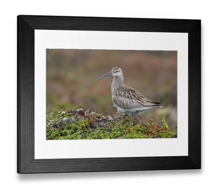 Framed Print : Whimbrel (Numenius phaeopus) portrait, Varanger Peninsula, Finnmark, Norway. June Framed Print : Whimbrel (Numenius phaeopus) portrait, Varanger Peninsula, Finnmark, Norway. June