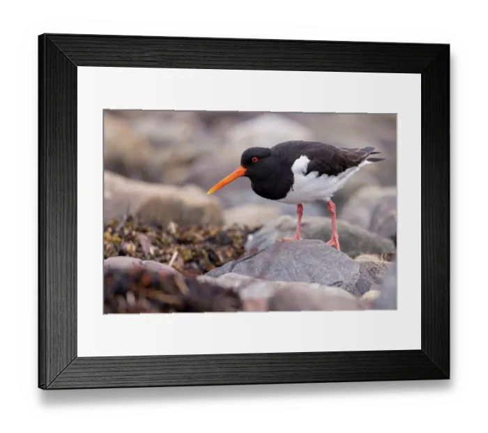 Framed Print : Oystercatcher (Haematopus ostralegus) walking over pebbles on the shore, Varanger Peninsula, Finnmark, Norway. June Framed Print : Oystercatcher (Haematopus ostralegus) walking over pebbles on the shore, Varanger Peninsula, Finnmark, Norway. June