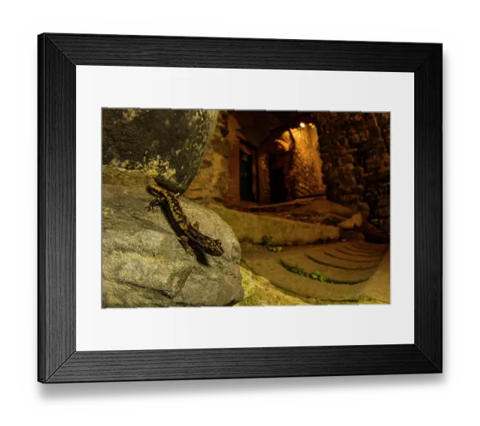 Framed Print : Strinati's cave salamander (Speleomantes strinatii) resting on stone wall at night, in a little old town in western Liguria, Italy. November Framed Print : Strinati's cave salamander (Speleomantes strinatii) resting on stone wall at night, in a little old town in western Liguria, Italy. November