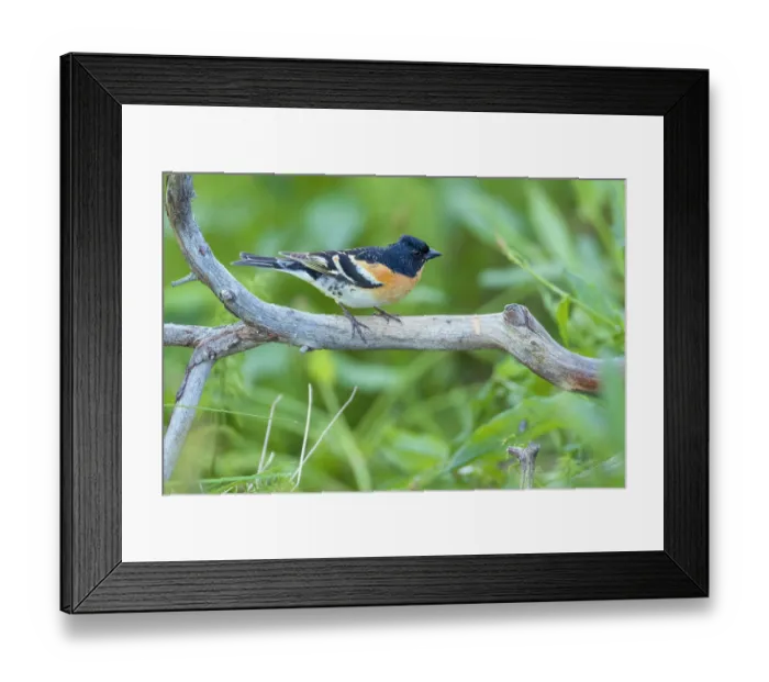 Framed Print : Brambling (Fringilla montifringilla) perched on branch, Varanger Peninsula, Finnmark, Norway. June