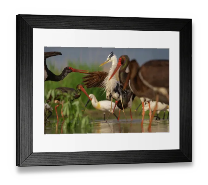 Framed Print : Black stork (Ciconia nigra) displaying aggressive behaviour towards Grey heron (Ardea cinerea) among feeding group of Black storks (Ciconia nigra) Framed Print : Black stork (Ciconia nigra) displaying aggressive behaviour towards Grey heron (Ardea cinerea) among feeding group of Black storks (Ciconia nigra)