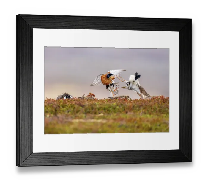 Framed Print : Two Ruff (Philomachus pugnax) males, fighting at lek site with females in background, Varanger Peninsula, Finnmark, Norway. June Framed Print : Two Ruff (Philomachus pugnax) males, fighting at lek site with females in background, Varanger Peninsula, Finnmark, Norway. June