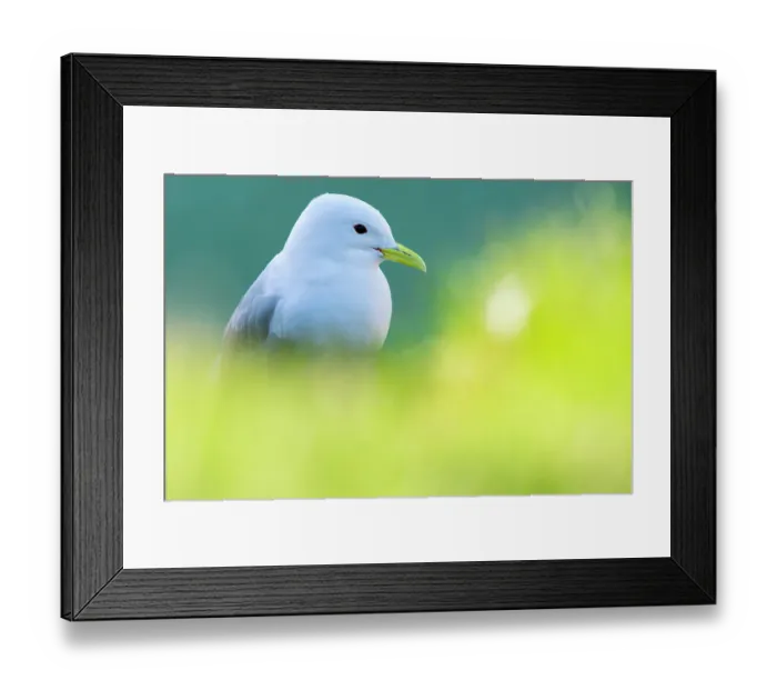 Framed Print : Kittiwake (Rissa tridactyla) portrait, Varanger Peninsula, Finnmark, Norway. June Framed Print : Kittiwake (Rissa tridactyla) portrait, Varanger Peninsula, Finnmark, Norway. June