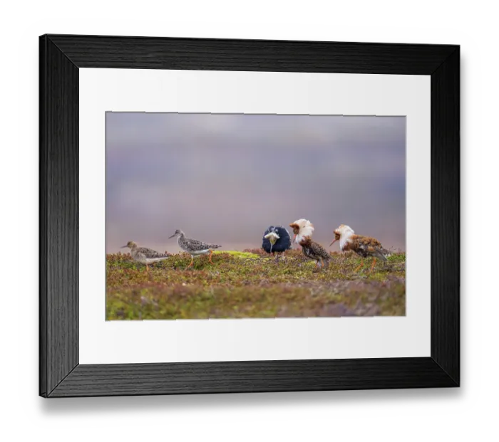 Framed Print : Three Ruff (Philomachus pugnax) males displaying on lek, with two females walking by, Varanger Peninsula, Finnmark, Norway. June Framed Print : Three Ruff (Philomachus pugnax) males displaying on lek, with two females walking by, Varanger Peninsula, Finnmark, Norway. June