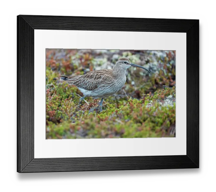 Framed Print : Whimbrel (Numenius phaeopus) portrait, Varanger Peninsula, Finnmark, Norway. June Framed Print : Whimbrel (Numenius phaeopus) portrait, Varanger Peninsula, Finnmark, Norway. June