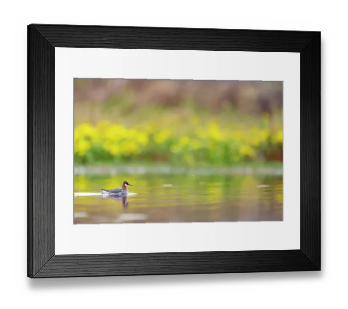 Framed Print : Red-necked phalarope (Phalaropus lobatus) on water, Varanger Peninsula, Finnmark, Norway. June