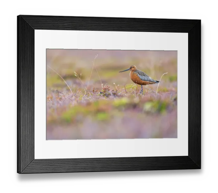 Framed Print : Bar-tailed godwit (Limosa lapponica) portrait, Varanger Peninsula, Finnmark, Norway. June Framed Print : Bar-tailed godwit (Limosa lapponica) portrait, Varanger Peninsula, Finnmark, Norway. June