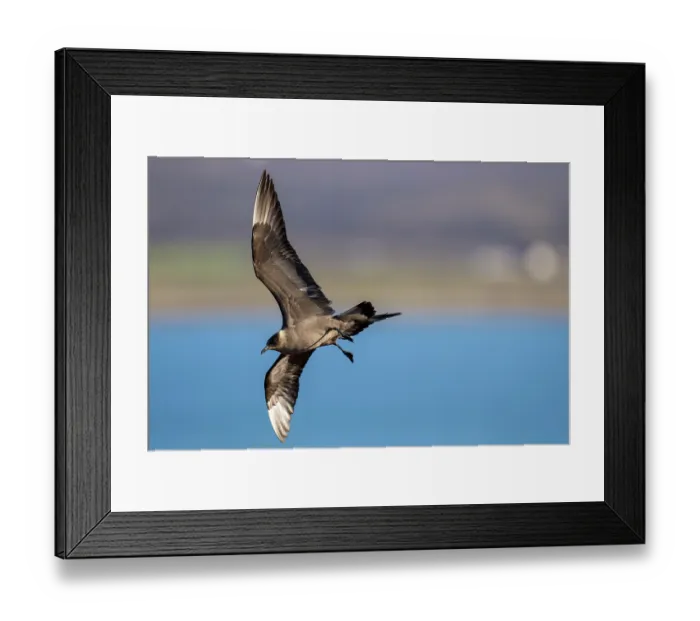 Framed Print : Arctic skua (Stercorarius parasiticus) in flight, Varanger Peninsula, Finnmark, Norway. June Framed Print : Arctic skua (Stercorarius parasiticus) in flight, Varanger Peninsula, Finnmark, Norway. June