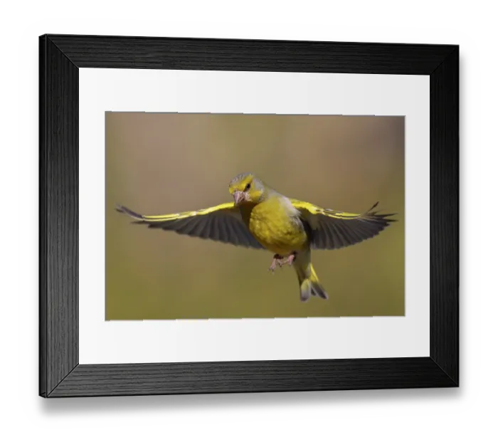 Framed Print : Greenfinch (Carduelis chloris) in flight, Varanger Peninsula, Finnmark, Norway. June Framed Print : Greenfinch (Carduelis chloris) in flight, Varanger Peninsula, Finnmark, Norway. June