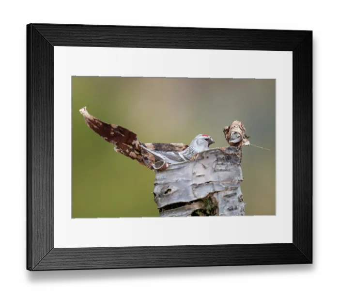 Framed Print : Hoary redpoll (Acanthis hornemanni) perched on dead tree trunk, Varanger Peninsula, Finnmark, Norway. June