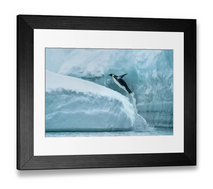 Framed Print : Emperor penguin (Aptenodytes forsteri) leaping from the sea onto ice, Cape Colbeck, Ross Sea, Antarctica Framed Print : Emperor penguin (Aptenodytes forsteri) leaping from the sea onto ice, Cape Colbeck, Ross Sea, Antarctica