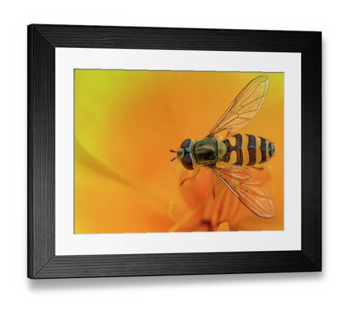 Framed Print : Common flower fly (Syrphus ribesii) resting on California poppy (Eschscholzia californica), Podere Montecucco, Orvieto, Umbria, Italy. May