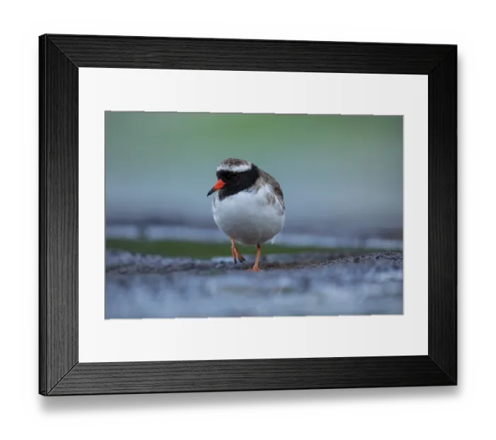Framed Print : Shore plover (Thinornis novaeseelandiae) male, standing on rocky shoreline, Rangatira Island, Chatham Islands, New Zealand. Endangered Framed Print : Shore plover (Thinornis novaeseelandiae) male, standing on rocky shoreline, Rangatira Island, Chatham Islands, New Zealand. Endangered