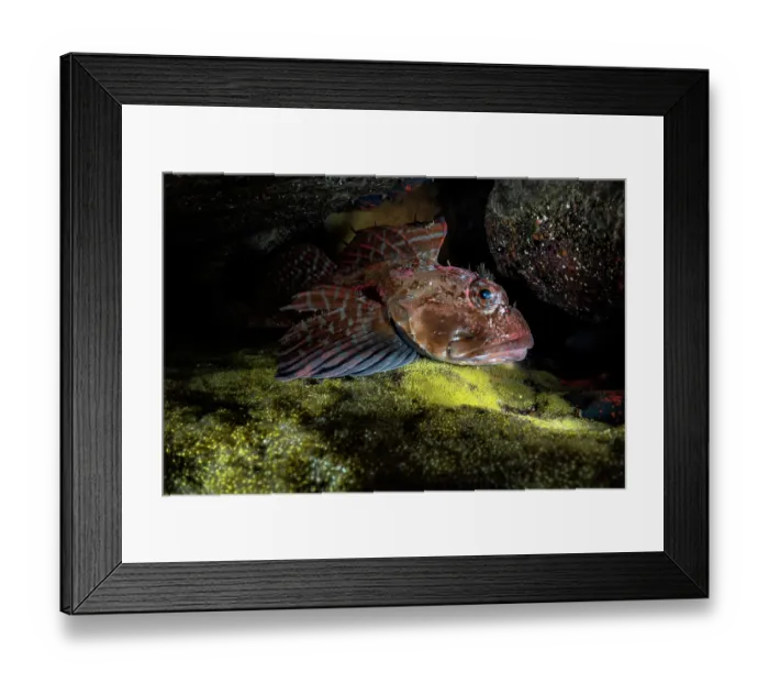 Framed Print : Elkhorn sculpin (Alcichthys elongatus) male, guarding its brood of bright yellow eggs in a rock crevice, Hokkaido, Japan, Pacific Ocean Framed Print : Elkhorn sculpin (Alcichthys elongatus) male, guarding its brood of bright yellow eggs in a rock crevice, Hokkaido, Japan, Pacific Ocean