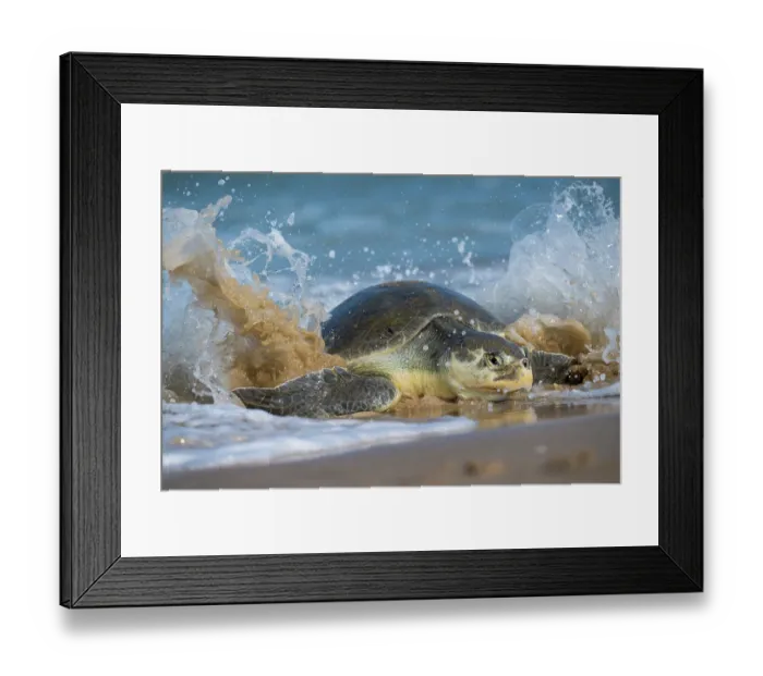 Framed Print : Kemp's ridley turtle (Lepidochelys kempii) female, coming ashore to nest in daylight, Rancho Nuevo Beach, Tamaulipas, Mexico. Critically endangered Framed Print : Kemp's ridley turtle (Lepidochelys kempii) female, coming ashore to nest in daylight, Rancho Nuevo Beach, Tamaulipas, Mexico. Critically endangered