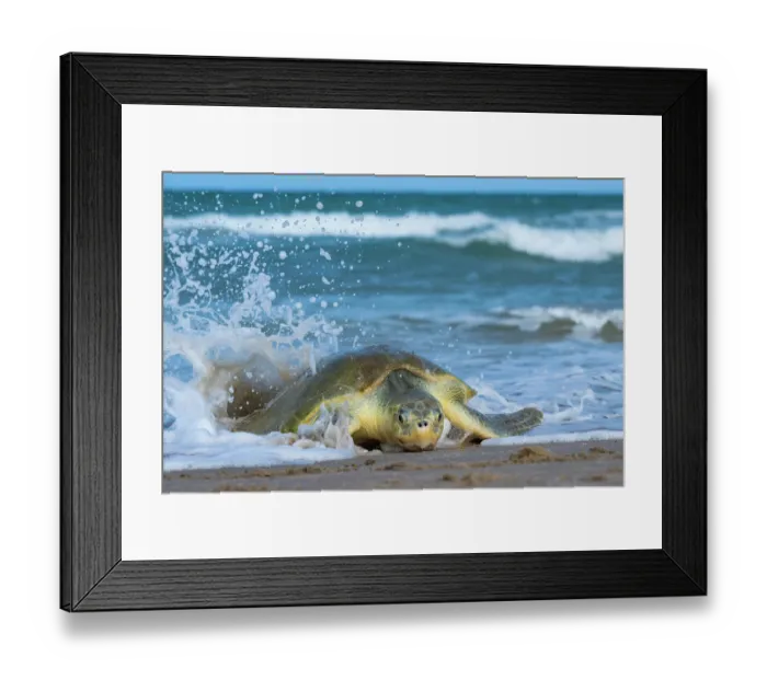 Framed Print : Kemp's ridley turtle (Lepidochelys kempii) female, coming ashore to nest in daylight, Rancho Nuevo Beach, Tamaulipas, Mexico. Critically endangered