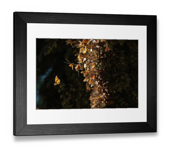 Framed Print : Monarch butterflies (Danaus plexippus) covering Fir trees on wintering grounds in the mountains of central Mexico, El Rosario Butterfly Sanctuary, Michoacan, Mexico Framed Print : Monarch butterflies (Danaus plexippus) covering Fir trees on wintering grounds in the mountains of central Mexico, El Rosario Butterfly Sanctuary, Michoacan, Mexico