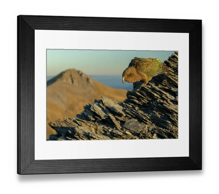 Framed Print : Kea (Nestor notabilis) male, perched on rocky mountainside Southern Alps, South Island, New Zealand. Endangered Framed Print : Kea (Nestor notabilis) male, perched on rocky mountainside Southern Alps, South Island, New Zealand. Endangered