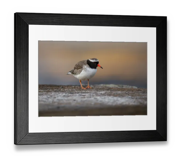 Framed Print : Shore plover (Thinornis novaeseelandiae) male, standing on rocky shoreline, Rangatira Island, Chatham Islands, New Zealand. Endangered Framed Print : Shore plover (Thinornis novaeseelandiae) male, standing on rocky shoreline, Rangatira Island, Chatham Islands, New Zealand. Endangered