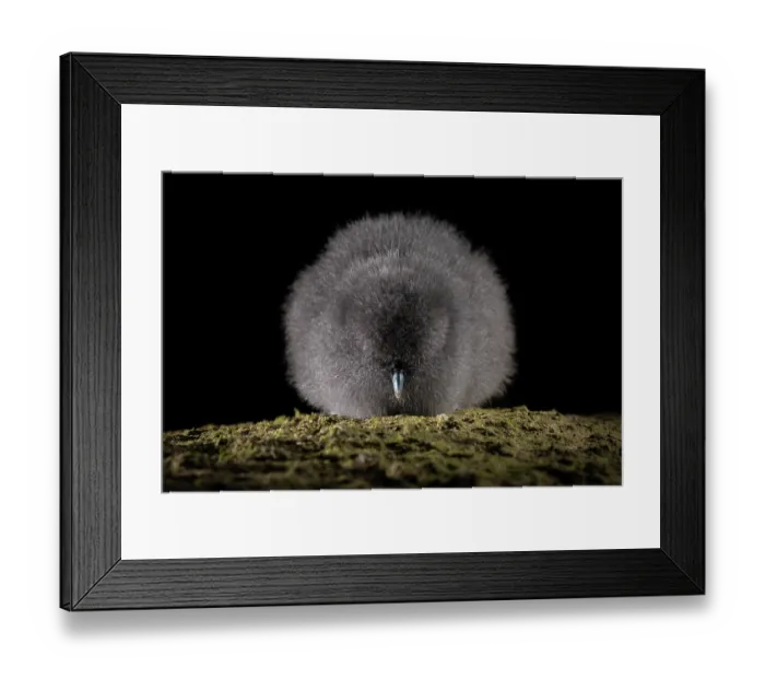 Framed Print : Fairy prion (Pachyptila turtur) chick, resting at night, St Clair, Dunedin, South Island, New Zealand. Controlled conditions Framed Print : Fairy prion (Pachyptila turtur) chick, resting at night, St Clair, Dunedin, South Island, New Zealand. Controlled conditions