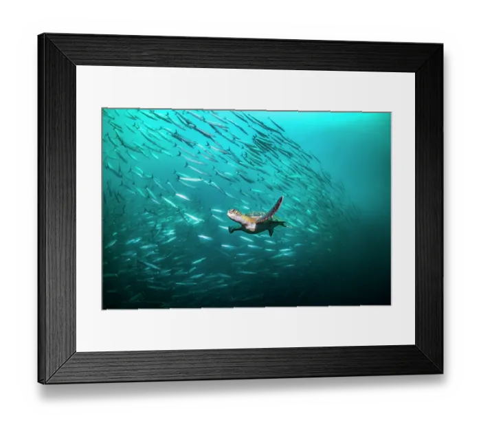 Framed Print : Green turtle (Chelonia mydas) swimming with school of Barracuda (Sphyraena sp.) behind, Cousins Rock, near Santiago Island, Galapagos Islands. Endangered Framed Print : Green turtle (Chelonia mydas) swimming with school of Barracuda (Sphyraena sp.) behind, Cousins Rock, near Santiago Island, Galapagos Islands. Endangered