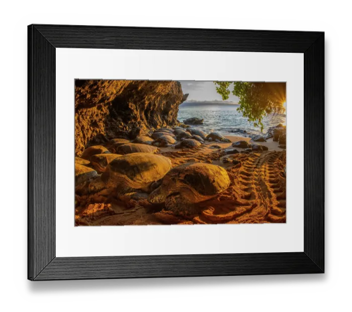 Framed Print : Group of Green turtles (Chelonia mydas) basking at sunset, probably to kill ectoparasites and seaweed growth on their shells, Maui Island, Hawaii. Endangered Framed Print : Group of Green turtles (Chelonia mydas) basking at sunset, probably to kill ectoparasites and seaweed growth on their shells, Maui Island, Hawaii. Endangered