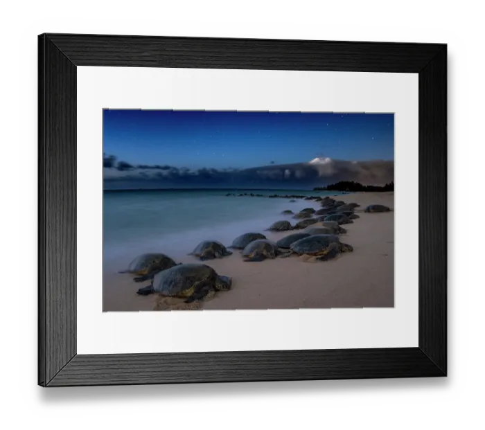 Framed Print : Green turtles (Chelonia mydas) basking at dusk on beach, probably to kill ectoparasites and seaweed growth on their shells, Maui Island, Hawaii. Endangered Framed Print : Green turtles (Chelonia mydas) basking at dusk on beach, probably to kill ectoparasites and seaweed growth on their shells, Maui Island, Hawaii. Endangered