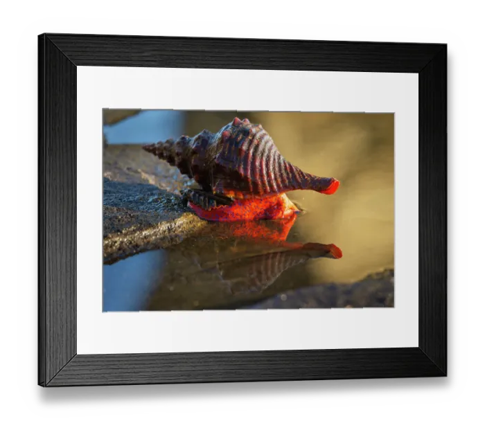 Framed Print : Panamic horse conch (Triplofusus giganteus) in tidepool, Santiago Island, Galapagos Islands Framed Print : Panamic horse conch (Triplofusus giganteus) in tidepool, Santiago Island, Galapagos Islands