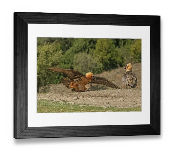 Framed Print : Two Bearded vultures (Gypaetus barbatus) fighting over food, one with wings spread in threatening posture, Lamiana, Aragon, Spanish Pyrenees, Spain. April Framed Print : Two Bearded vultures (Gypaetus barbatus) fighting over food, one with wings spread in threatening posture, Lamiana, Aragon, Spanish Pyrenees, Spain. April