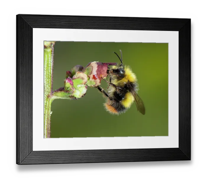 Framed Print : Early bumblebee (Bombus pratorum) feeding on nectar from Water figwort (Scrophularia auriculata) flower, UK Framed Print : Early bumblebee (Bombus pratorum) feeding on nectar from Water figwort (Scrophularia auriculata) flower, UK