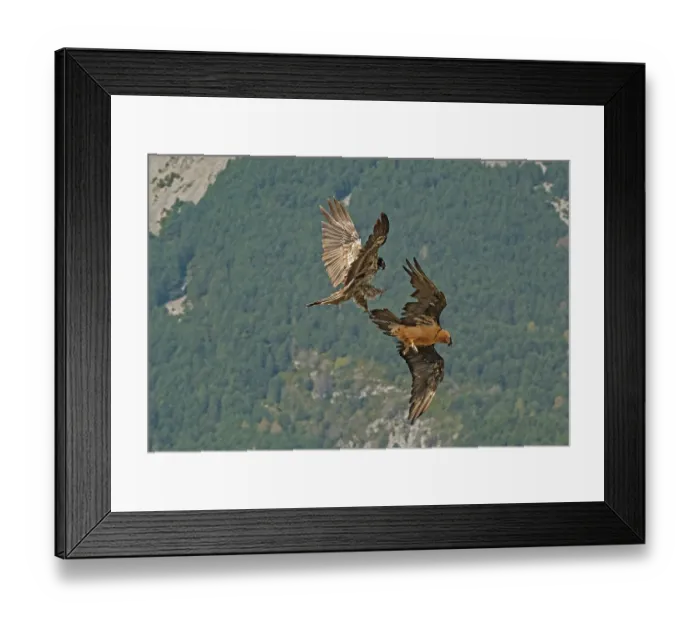 Framed Print : Two Bearded vultures (Gypaetus barbatus) in courtship display over a hillside, immature male trying to talon grapple with a mature female, Lamiana, Aragon, Spanish Pyrenees Framed Print : Two Bearded vultures (Gypaetus barbatus) in courtship display over a hillside, immature male trying to talon grapple with a mature female, Lamiana, Aragon, Spanish Pyrenees