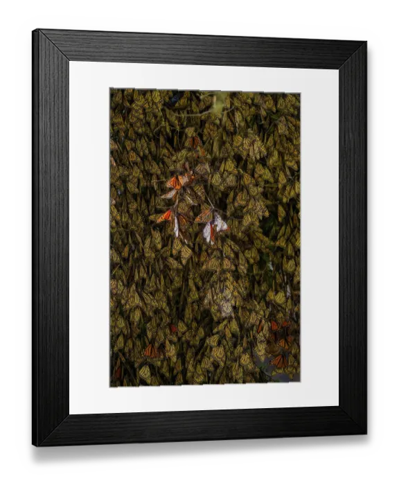 Framed Print : Monarch butterflies (Danaus plexippus) resting on trees in wintering grounds in the mountains of central Mexico, El Rosario Butterfly Sanctuary, Michoacan, Mexico Framed Print : Monarch butterflies (Danaus plexippus) resting on trees in wintering grounds in the mountains of central Mexico, El Rosario Butterfly Sanctuary, Michoacan, Mexico