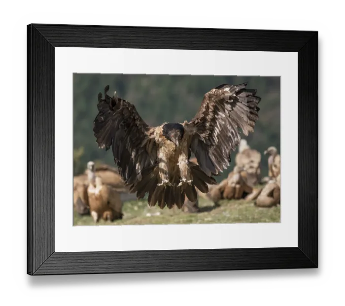 Framed Print : Bearded vulture (Gypaetus barbatus) juvenile, landing among a group of Griffon vultures (Gyps fulvus) at feeding site with a wooded hillside behind, Lamiana, Aragon Framed Print : Bearded vulture (Gypaetus barbatus) juvenile, landing among a group of Griffon vultures (Gyps fulvus) at feeding site with a wooded hillside behind, Lamiana, Aragon