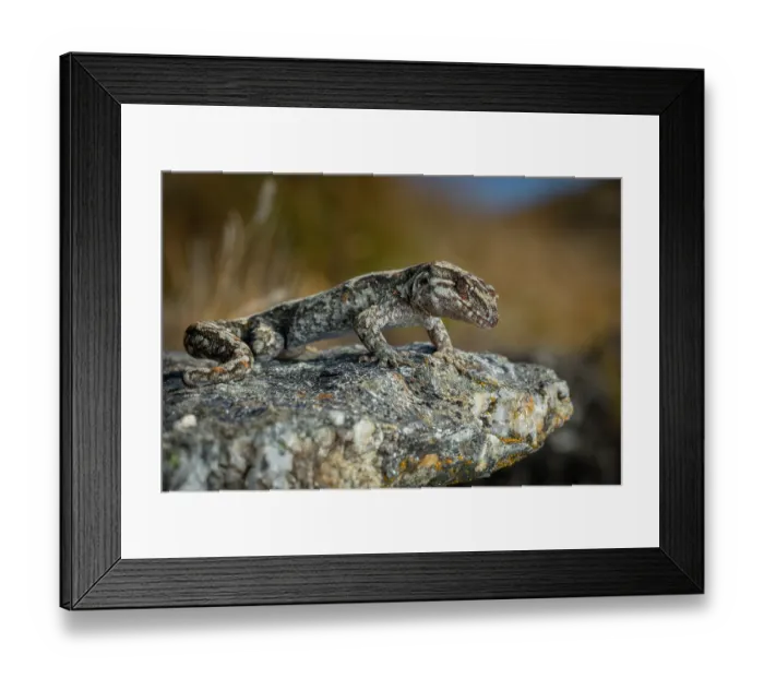 Framed Print : Orange-spotted gecko (Mokopirirakau 'Roys Peak') resting on a rock, photographed while found and handled for surveying and conservation, Southern Alps, South Island, New Zealand Framed Print : Orange-spotted gecko (Mokopirirakau 'Roys Peak') resting on a rock, photographed while found and handled for surveying and conservation, Southern Alps, South Island, New Zealand