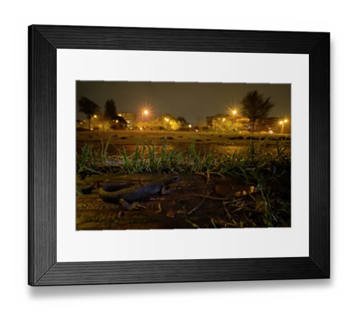 Framed Print : Italian crested newt (Triturus carnifex) female, in an urban park next to walking path at night, with the lights from the city of Rome in the background, Rome, Italy. November Framed Print : Italian crested newt (Triturus carnifex) female, in an urban park next to walking path at night, with the lights from the city of Rome in the background, Rome, Italy. November
