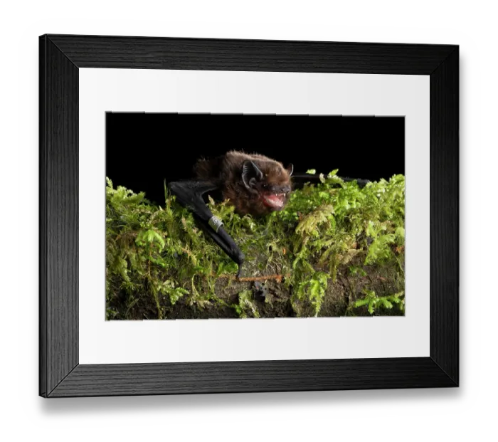Framed Print : Long-tailed bat (Chalinolobus tuberculatus) male, resting on log, captured in a harp trap and banded on forearm during bat conservation fieldwork, Whirinaki Forest Park