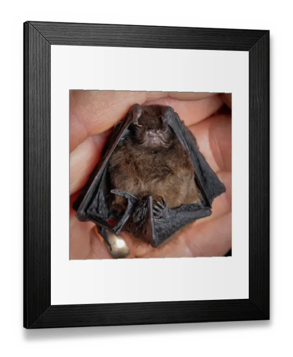 Framed Print : Long-tailed bat (Chalinolobus tuberculatus) male, resting in palm of a hand, captured in a harp trap during bat conservation fieldwork, Whirinaki Forest Park, North Island Framed Print : Long-tailed bat (Chalinolobus tuberculatus) male, resting in palm of a hand, captured in a harp trap during bat conservation fieldwork, Whirinaki Forest Park, North Island