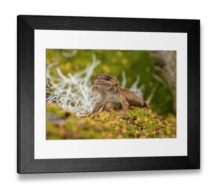 Framed Print : Orange-spotted gecko (Mokopirirakau 'Roys Peak') portrait, photographed while found and handled for surveying and conservation, Southern Alps, South Island, New Zealand Framed Print : Orange-spotted gecko (Mokopirirakau 'Roys Peak') portrait, photographed while found and handled for surveying and conservation, Southern Alps, South Island, New Zealand